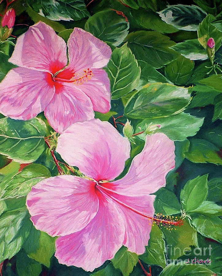 Portrait Painting - Pink Hibiscus by John Clark