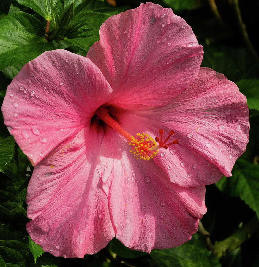 Pink Hibiscus Photograph by John Roach