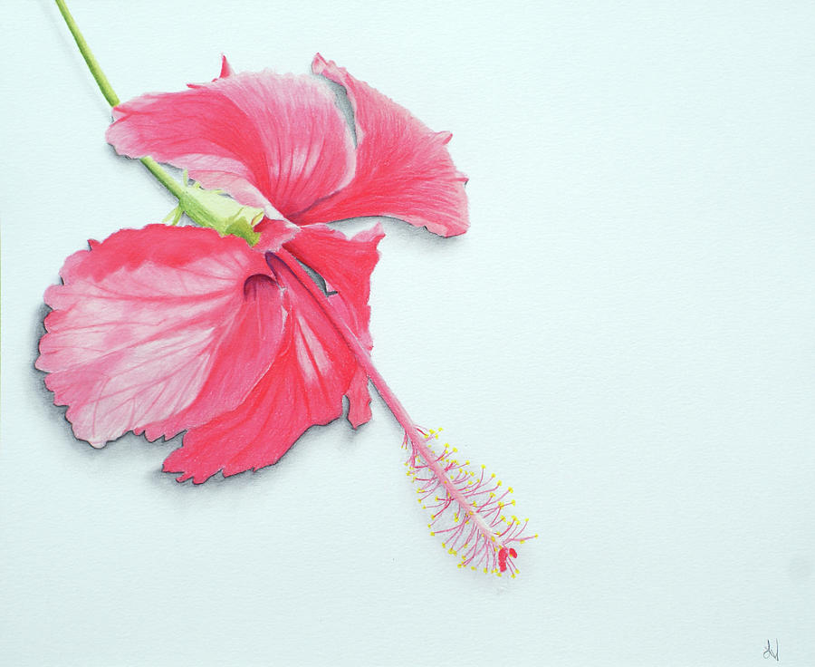 Hibiscus Flower,Colour Sketch In Wooden Frame, Packaging Size: 11x11 Inches  at Rs 550 in Hyderabad
