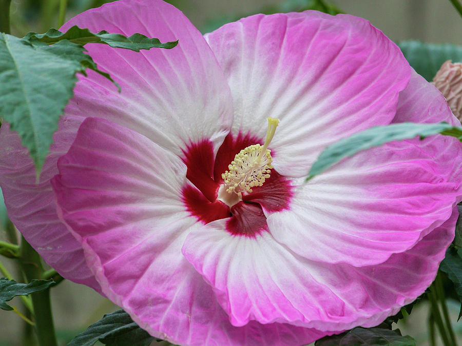 Pink Hibiscus Photograph by Mark Mille
