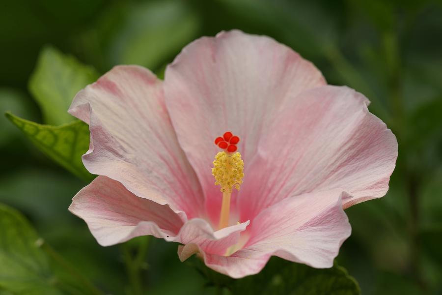 Pink Hibiscus Photograph by Mingming Jiang