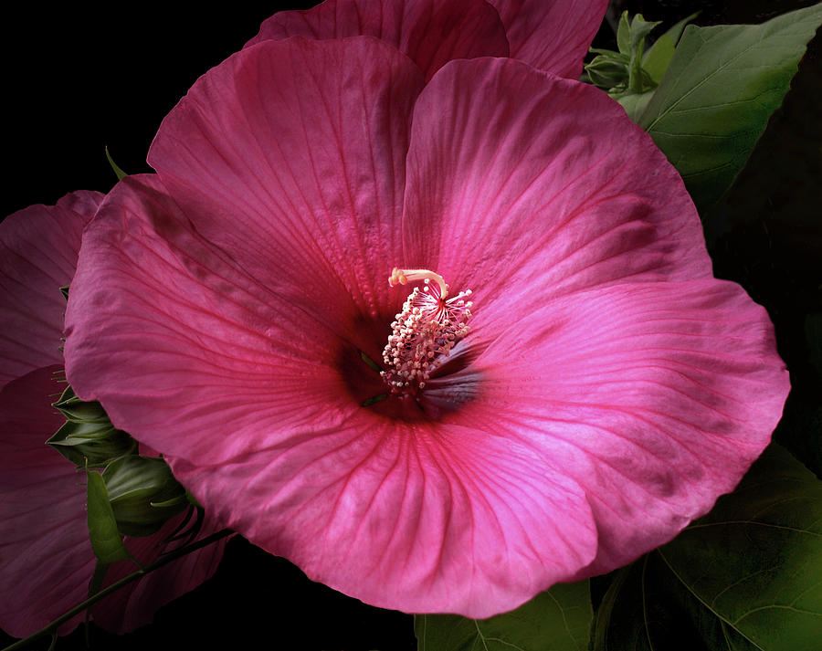 Pink Hibiscus Photograph by Nancy Griswold