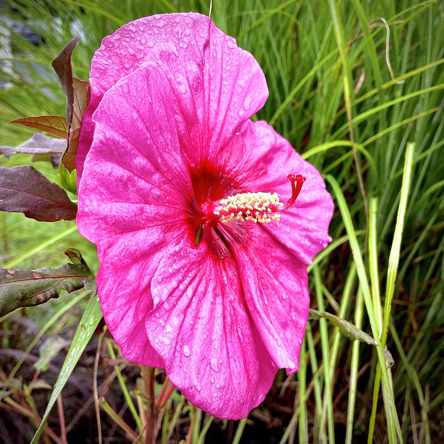 Pink Hibiscus on a Rainy Morning Photograph by Bill Swartwout