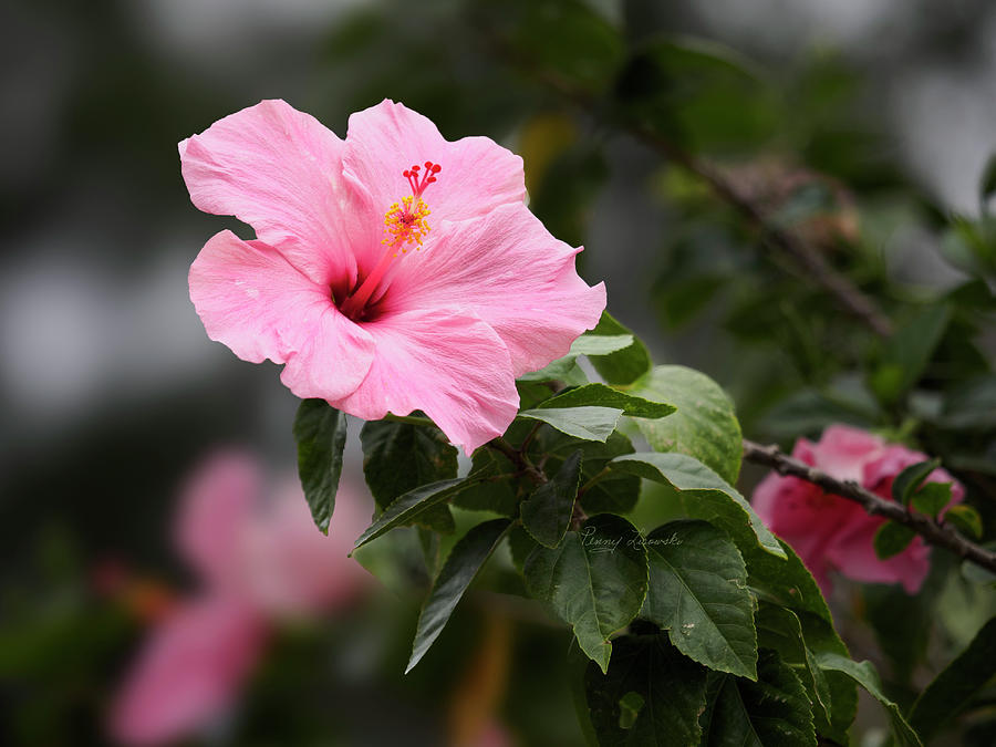 Pink Hibiscus Photograph by Penny Lisowski