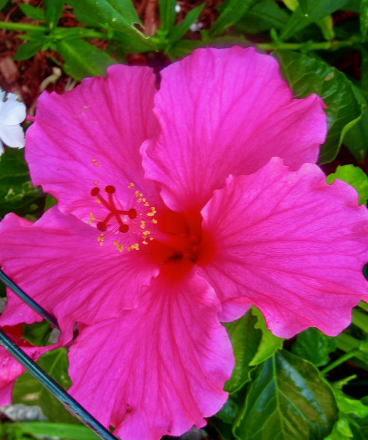 Pink Hibiscus Photograph by Stephanie Moore