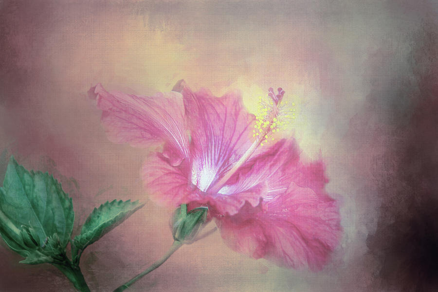 Pink Hibiscus Digital Art by Terry Davis