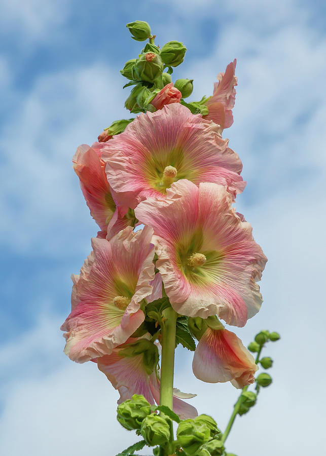 Pink Hollyhock Photograph by Cate Franklyn