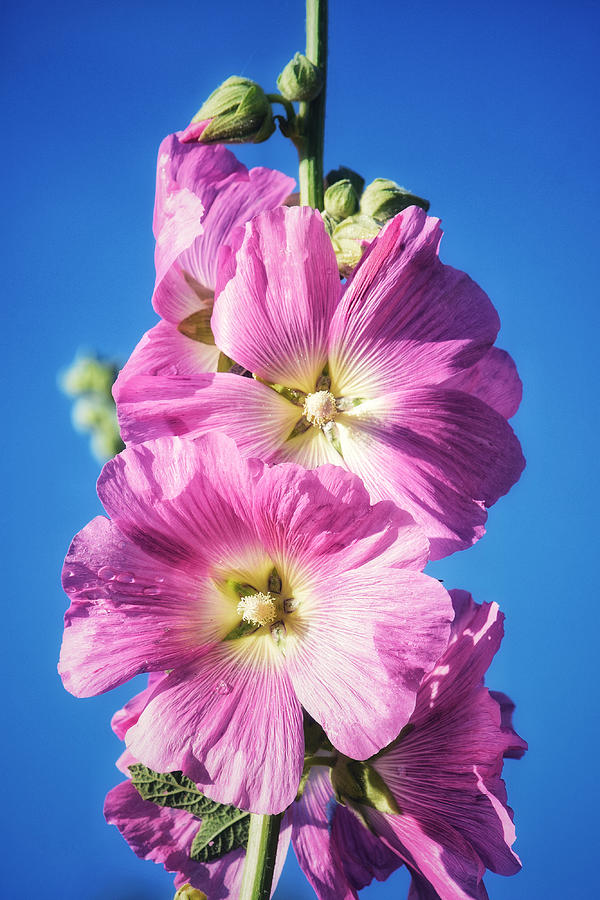 Pink Hollyhock Photograph by Dana Hardy - Fine Art America