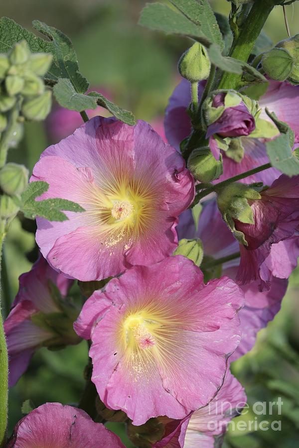 Pink Hollyhock Flowers with Buds Photograph by Carol Groenen