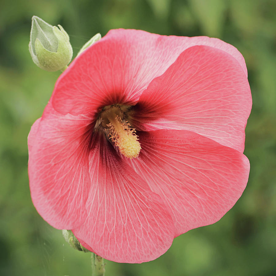 Pink Hollyhock Photograph by Maria Meester