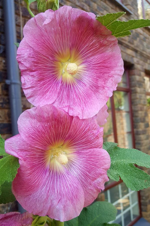 Pink Hollyhocks from Africa Photograph by Loraine Yaffe - Fine Art America