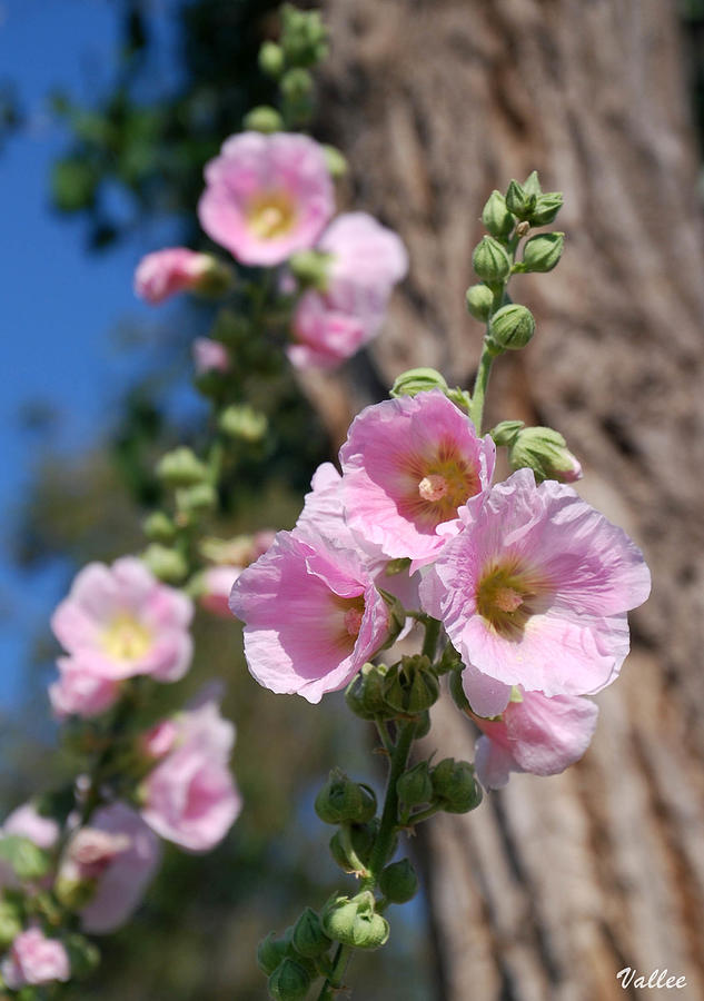 Pink Hollyhocks Photograph by Vallee Johnson