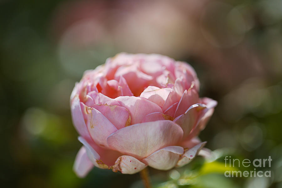Pink Hue Gold Rose Photograph by Joy Watson