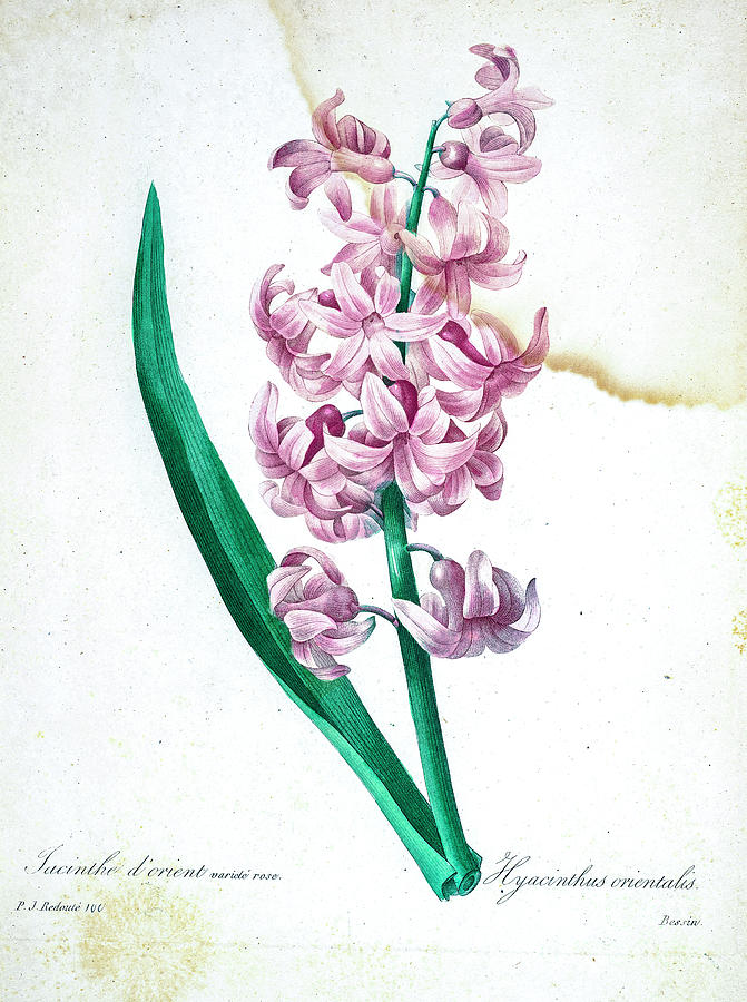 Pink hyacinth illustration 1827 r1 Drawing by Historic illustrations