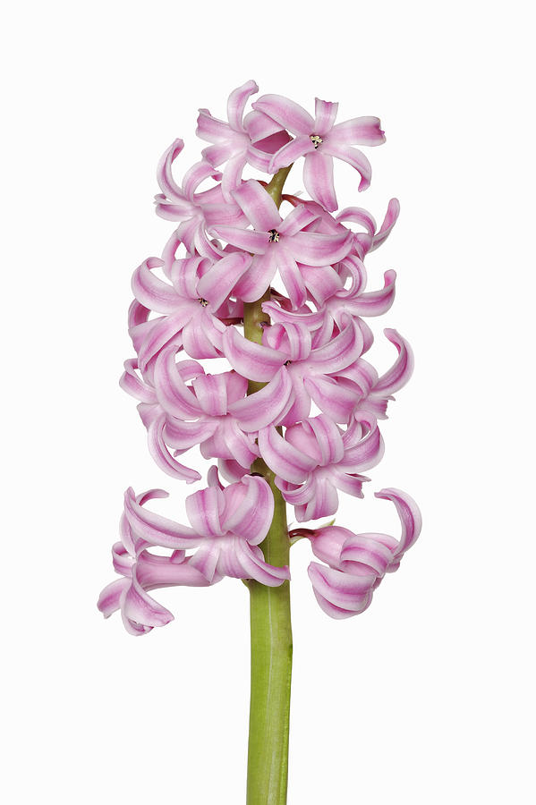 Pink hyacinth (Liliaceae), white background. Photograph by Martin Ruegner