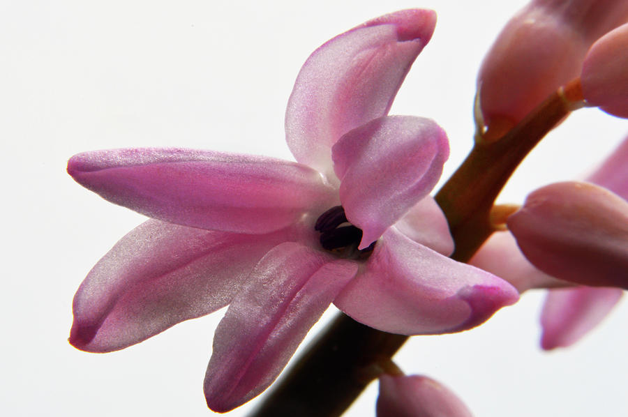 Pink Hyacinth. Photograph
