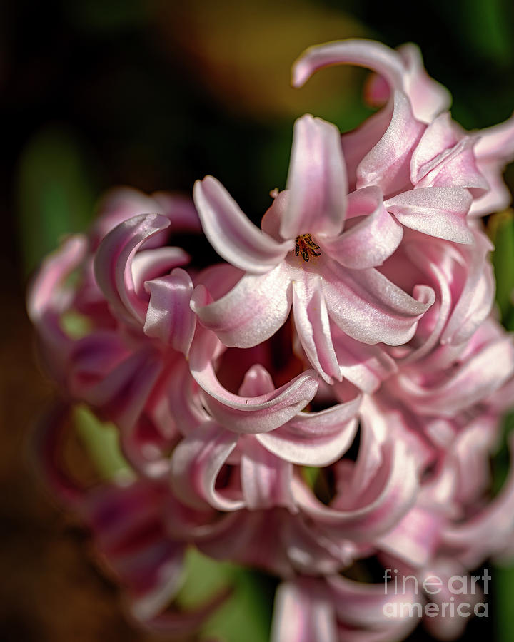 Pink hyacinth Photograph by The P
