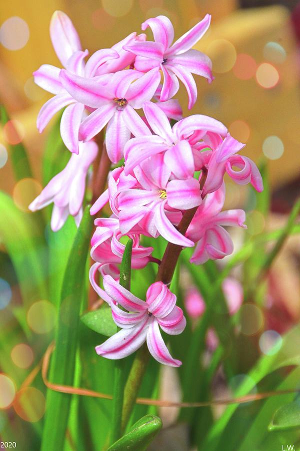 Pink Hyacinthus Photograph by Lisa Wooten