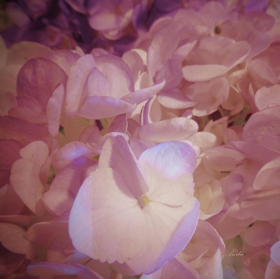 Pink Hydrangea Beauty Standout Photograph