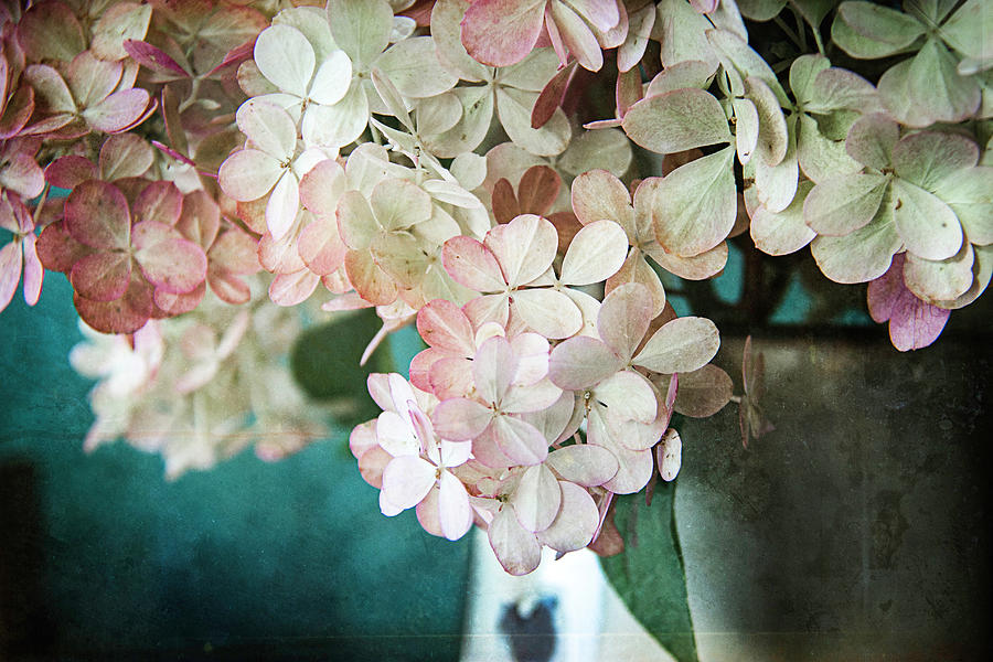 Pink Hydrangea Photograph by Cindi Ressler