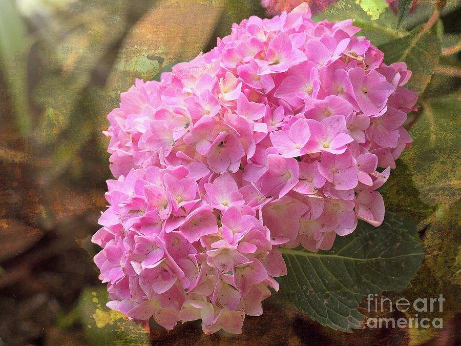 Pink Hydrangea Flowers Photograph by Scott and Dixie Wiley