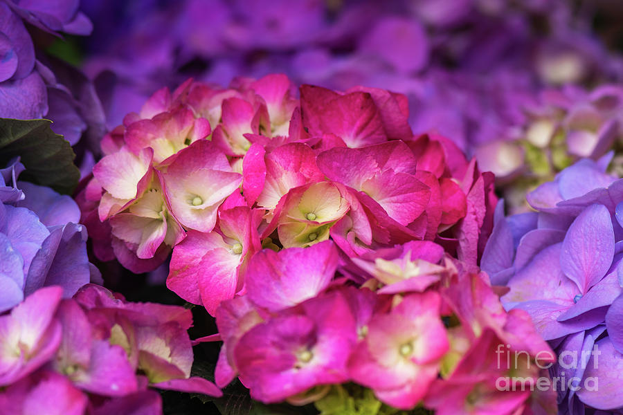 Pink and Purple Hydrangeas Photograph by Abigail Diane Photography