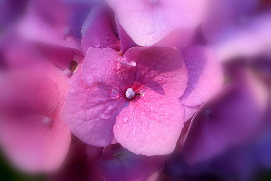 Pink Hydrangea Photograph by Imagery-at- Work