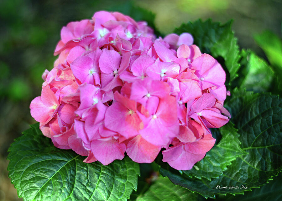 Pink Hydrangea in the Garden Photograph by Connie Fox