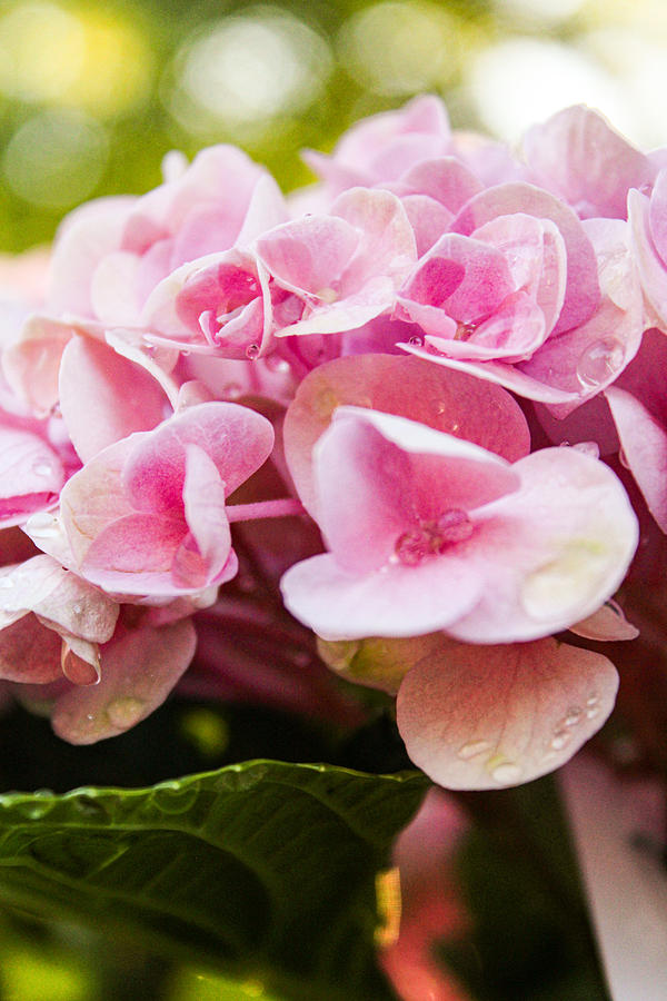 Pink Hydrangea Macro Photograph by W Craig Photography