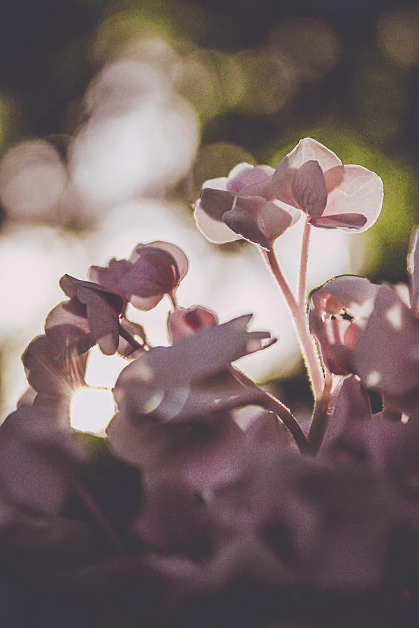 Pink Hydrangea Petals  Photograph by W Craig Photography