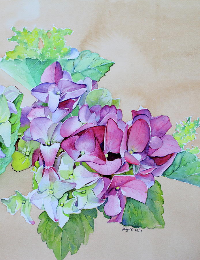 Hortensia Painting - Pink Hydrangeas -1219 by Jelly Starnes