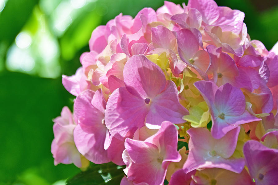 Pink Hydrangeas Photograph by Ed Stokes - Fine Art America