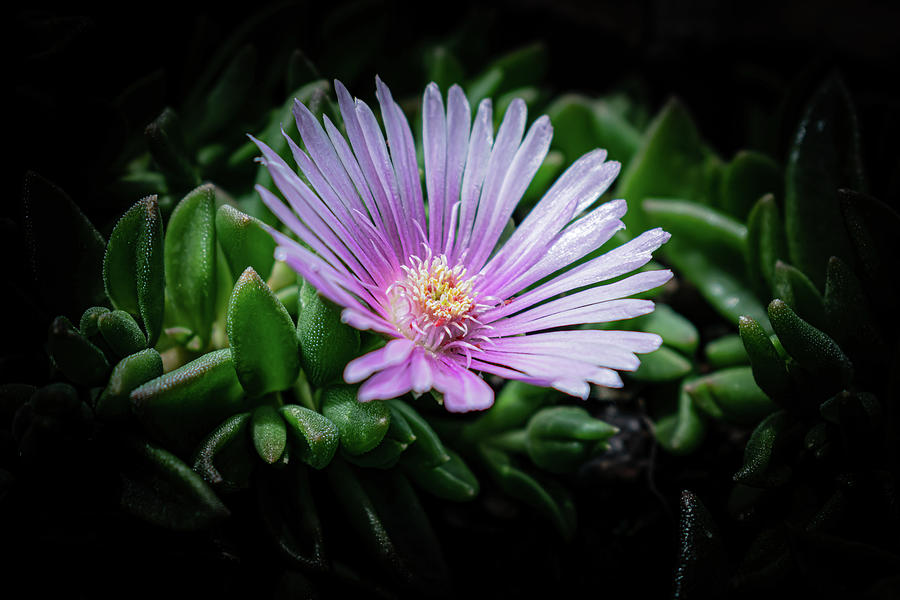 Pink Ice Plant Photograph by Len Bomba