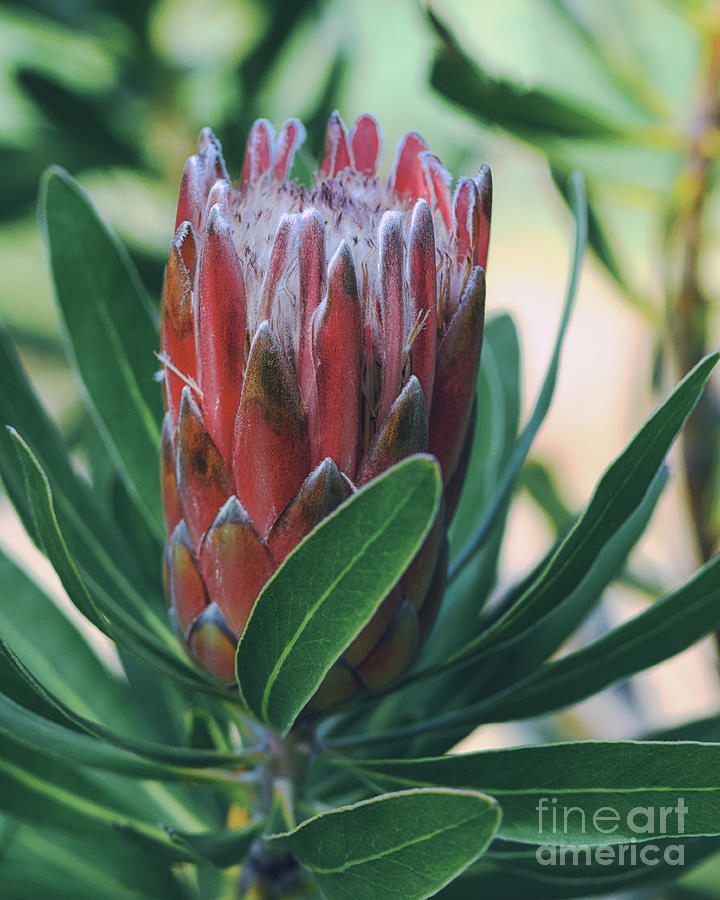 Pink Ice Oleander Leaved Protea Flower Photograph by Abigail Diane Photography