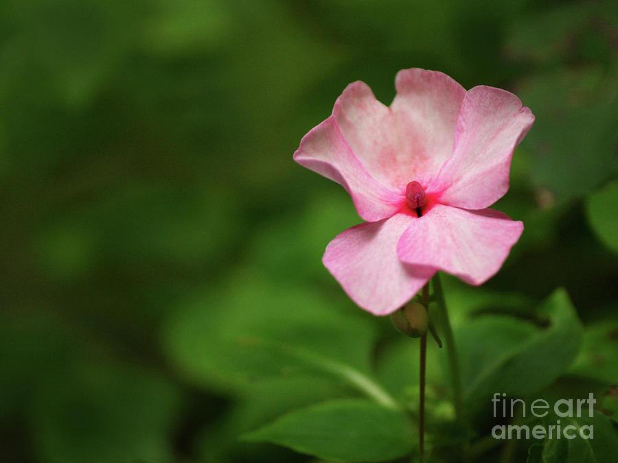 Pink Impatien Flower In The Shadows Of My Garden Photograph by Dorothy Lee