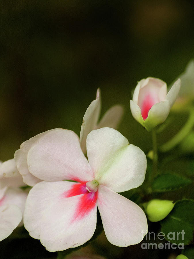 Pink impatiens 2 Photograph by Dorothy Lee