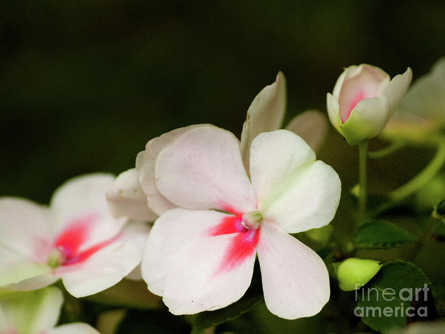 Pink Impatiens Photograph by Dorothy Lee