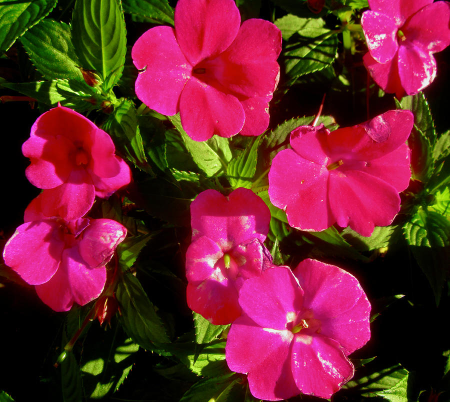 Pink Impatiens Photograph by Stephanie Moore
