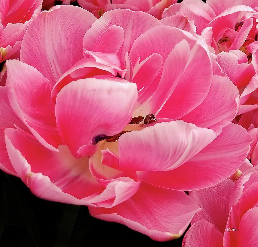 Pink Impression Tulip Photograph by Russ Harris