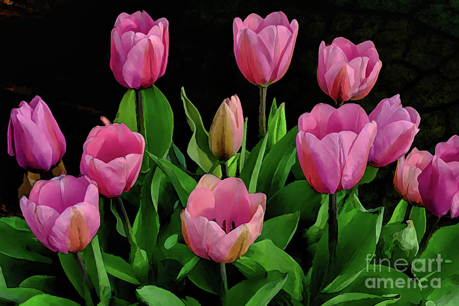 Pink Impressions - Springtime Tulips Photograph by Diana Mary Sharpton
