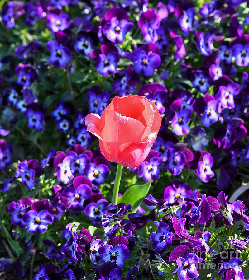 Pink In The Purple - Tulip In The Violas Photograph