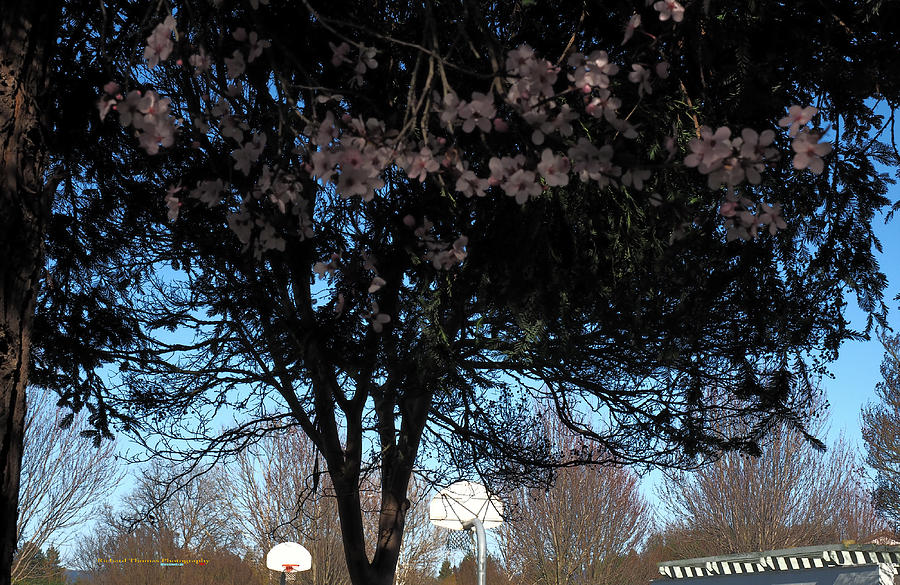 Pink In The Shade Photograph