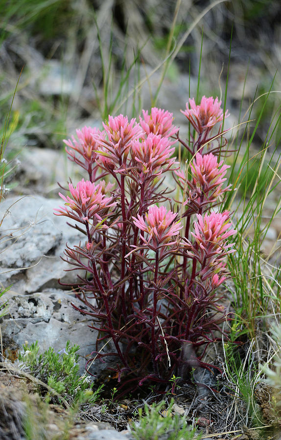 Pink Indian Paint Brushes Photograph by Whispering Peaks Photography