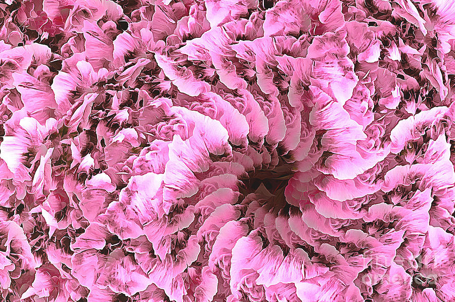 Pink Infinity Swirl Photograph by Sea Change Vibes
