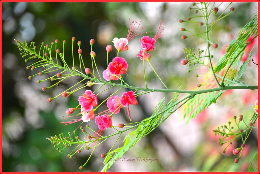 Pink inflorescence Photograph by Sonali Gangane
