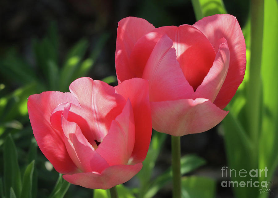 Tulip Photograph - Pink Invitation by D Lee