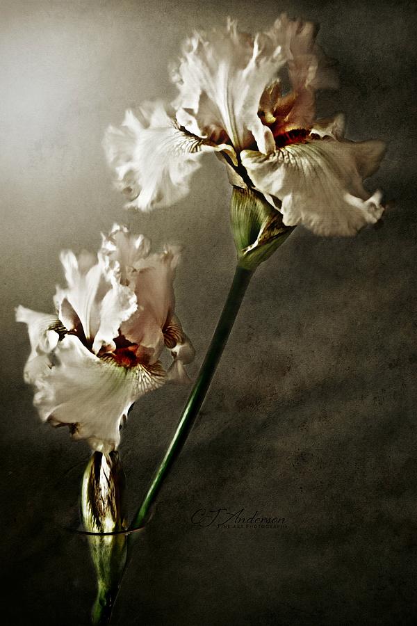 Pink Iris #36 Photograph