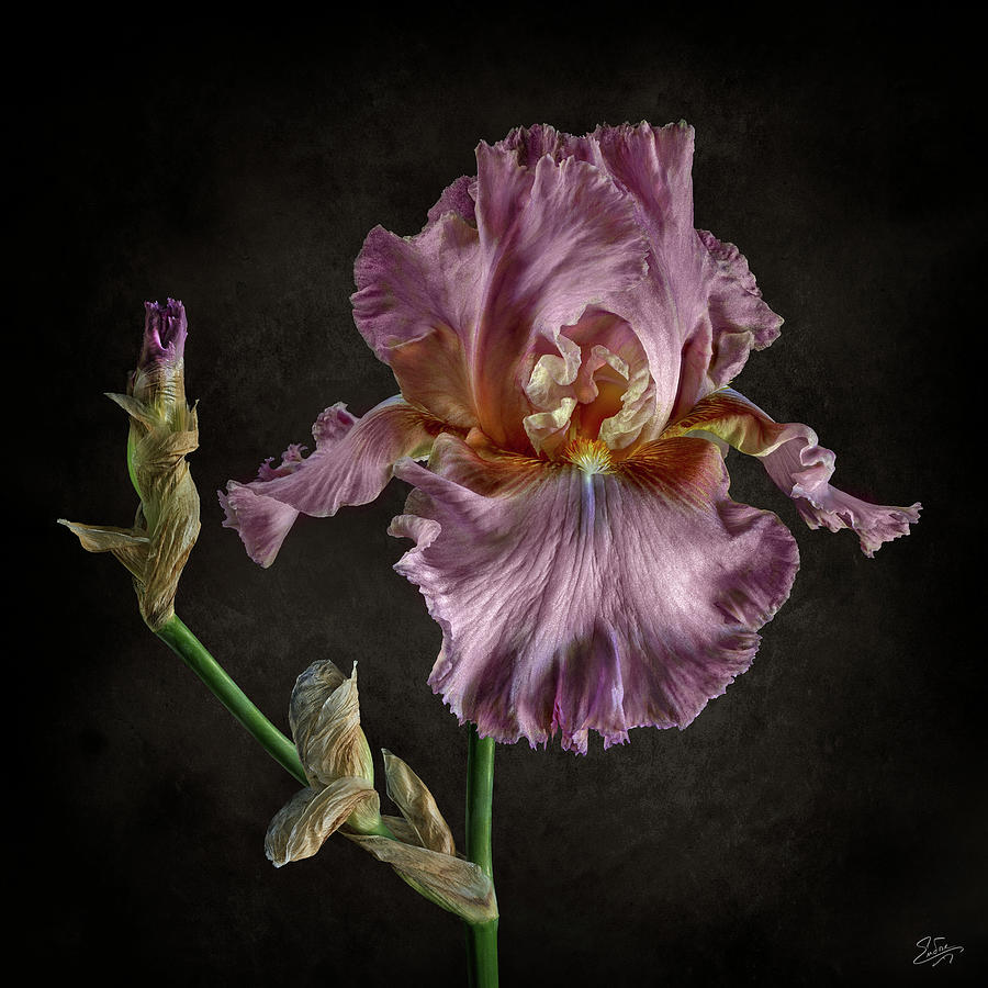 Pink Iris and Bud Photograph by Endre Balogh