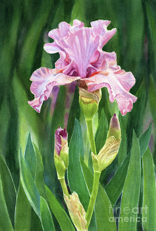 Pink Iris Blossom with Red Violet Buds Painting by Sharon Freeman