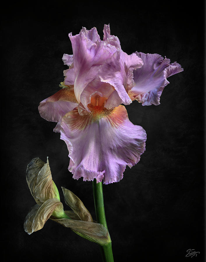 Pink Iris  Photograph by Endre Balogh